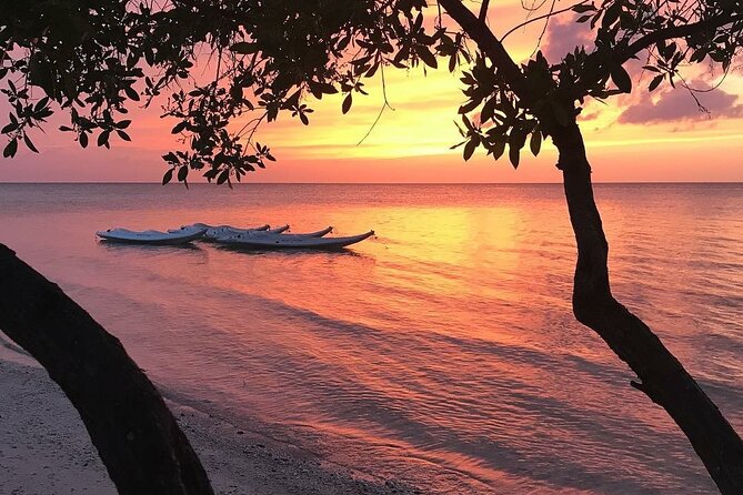 Mangroves Paddling Tour and Sunset - Activity Highlights