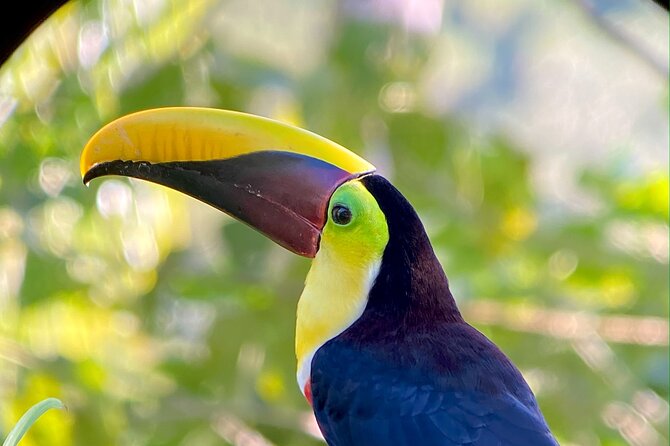 Manuel Antonio Esquipulas Birdwatching Tour - Inclusions and Pricing