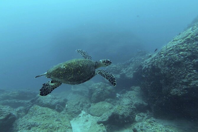 Marietas Islands National Park Excursion for Certified Divers - Meeting and Departure Details