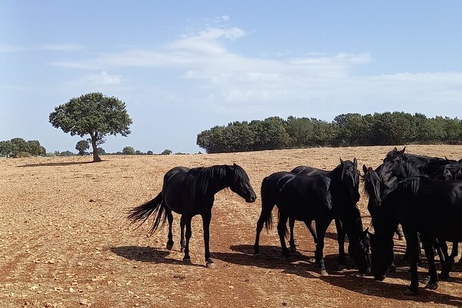 Martina Franca E-Bike Tour . Visit a Breeding and a Dairy Farm - Tour Inclusions and Amenities