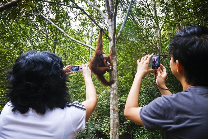 Marvellous Creature Orangutan : Sarawak Semenggoh Wildlife Centre Tour - Itinerary Highlights