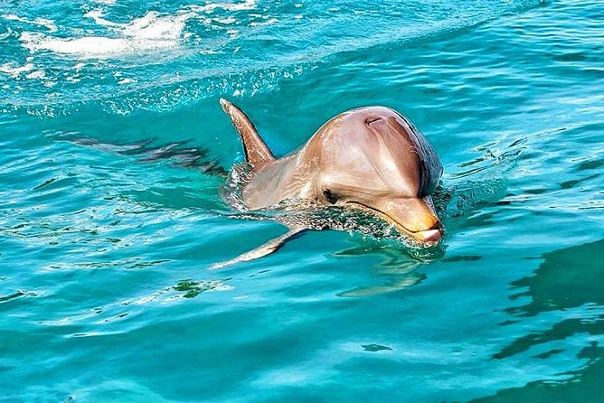 Mauritius Wild Dolphin Swim With Hotel Transfers (Private or Shared) - Reviews and Feedback
