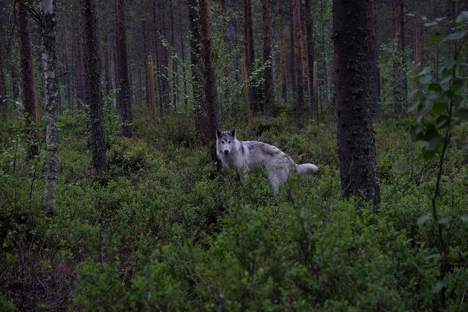 Meet Taivas & the Arctic Wolves - Private Tour - Activities and Insights