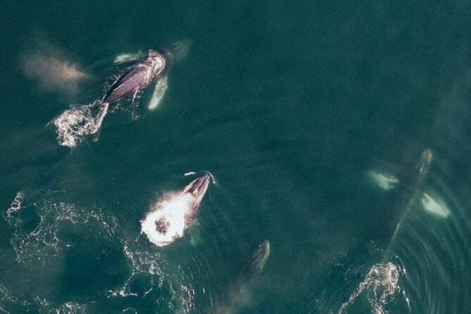 Mega Yacht Whale Watching ALL-Inclusive Daytime Adventure. - Whale Watching Experiences