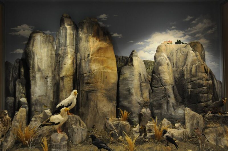 Meteora: Natural History Museum and Mushroom Museum Tour - Museum Collections