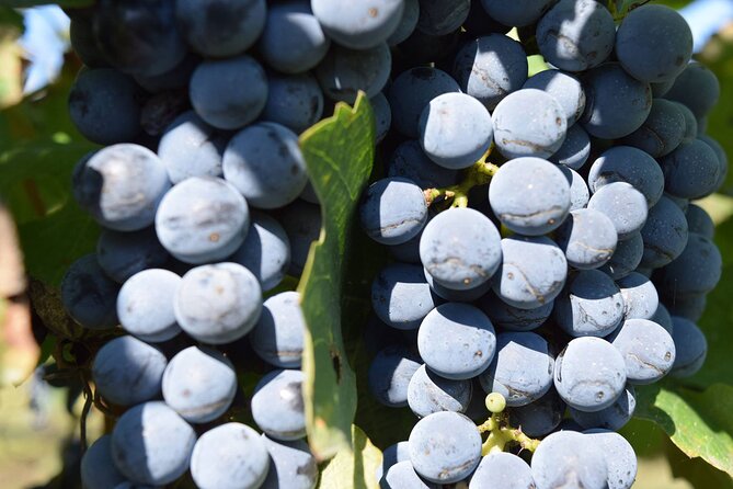 Meteora Private Guided Wine Tasting Experience From Kalampaka - Wine Tasting Details
