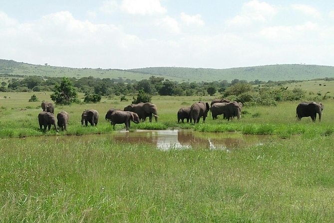 Mikumi National Park Full Day Tour From Dar Es Sallam - Recommendations for Visitors