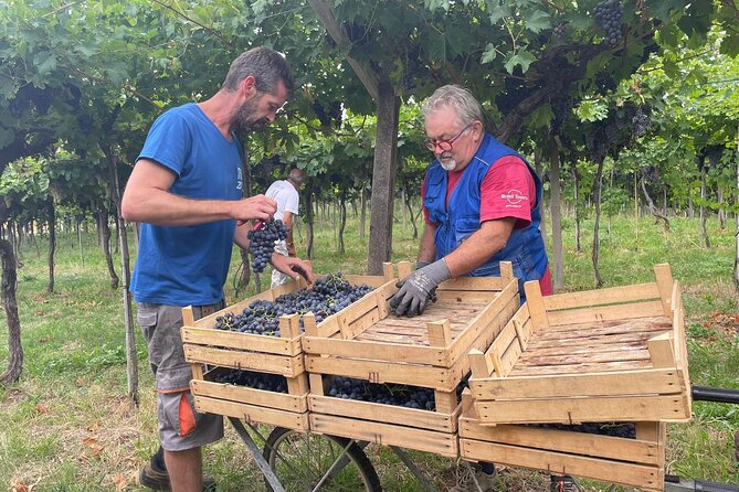 Milan to Venice Tour Review: A Journey Worth Taking - Immersive Wine Tastings and Lunch