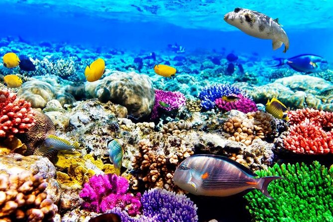 Mnemba Dolphin Tour, Clear Kayak, Cooking Class, Horse Riding - Exciting Activities Included
