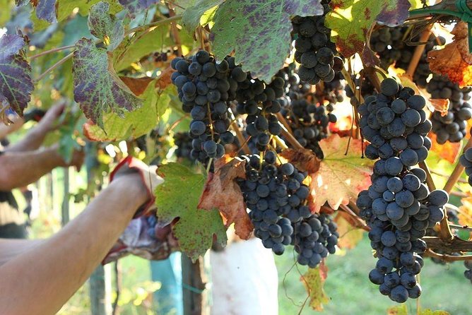 Modena Area: Balsamic Vinegar "Aceto" Tasting Experience - Location and Meeting Point