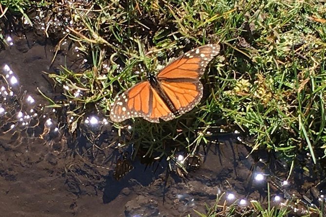Monarch Butterfly Private Tour (Morelia) - Inclusions
