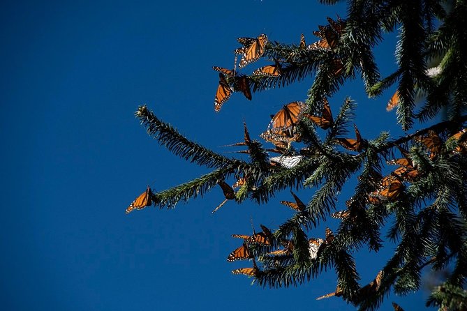 Monarch Butterfly Tour (Departing From Morelia) - Physical Requirements and Restrictions