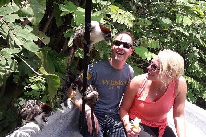 Monkeys Discovery - Spotting Wildlife
