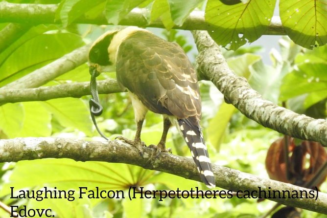 Monteverde Birdwatching Guided Tour - Pricing and Cancellation