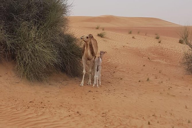 Morning Desert Safari With Camel Rides, Sand Boards and Dune Bashing - Camel Riding Experience