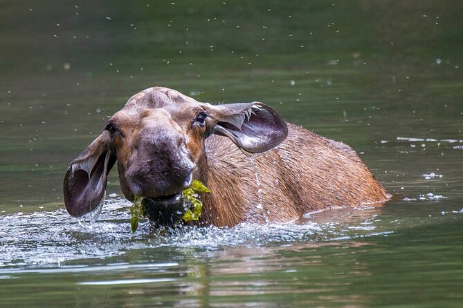 Morning Jasper National Park Wildlife Tour - Wildlife Viewing and Guide Expertise