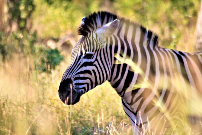 Morning Kruger National Park Safari - Conservation Fees