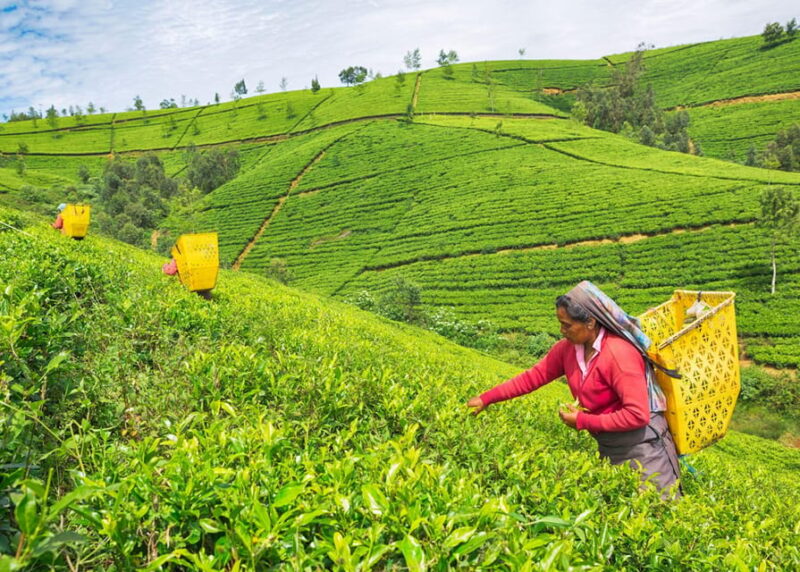 Most Popular Private Tour in Sri Lanka With Including Hotels - Itinerary Highlights