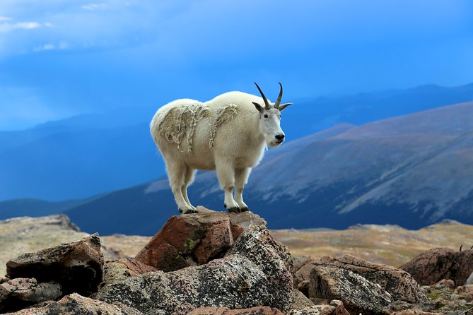 Mount Blue Sky & Red Rocks Tour From Denver - Wildlife Sightings Along the Route