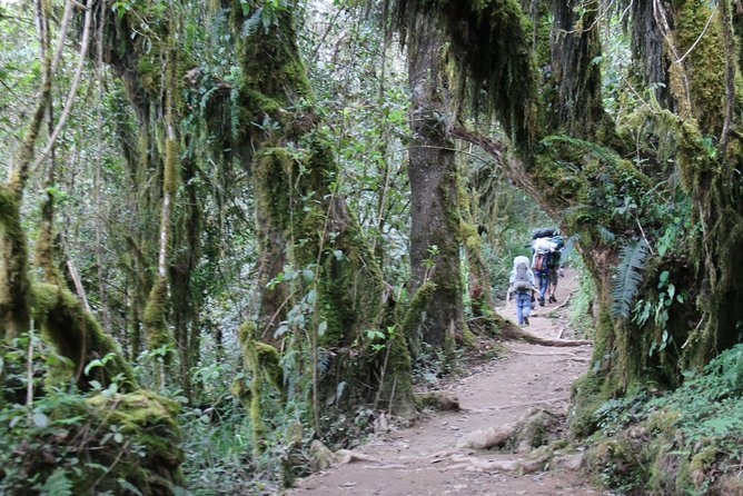 Mount Kilimanjaro Day Hike - Health and Fitness Requirements