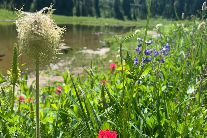 Mount Rainier Full Day Private Tour and Hike - Pickup Information