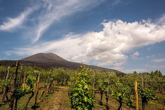 Mount Vesuvio Organic Wine Tasting & Lunch With Transfer From Amalfi Coast - Tour Experience