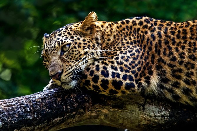 Mudumalai Wildlife Heaven From Bangalore - Highlights of the Safari Tour