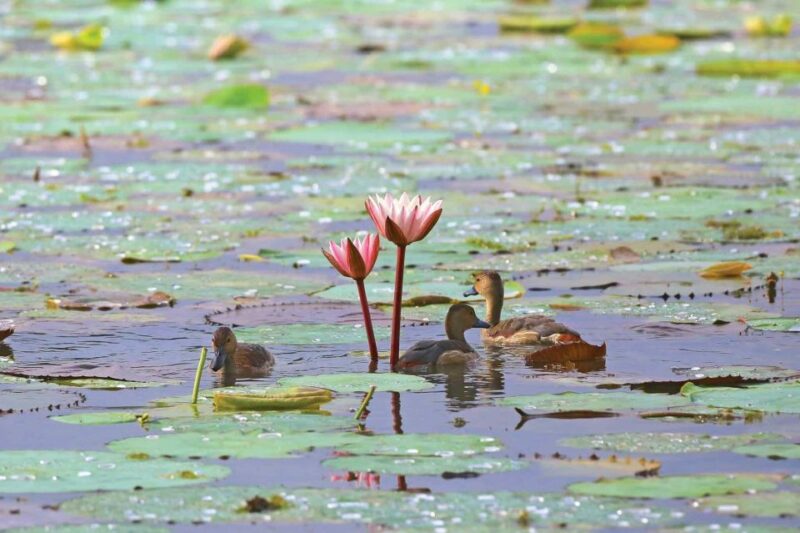 Muthurajawela Bird Watching Tour From Negombo and Colombo - Itinerary Details
