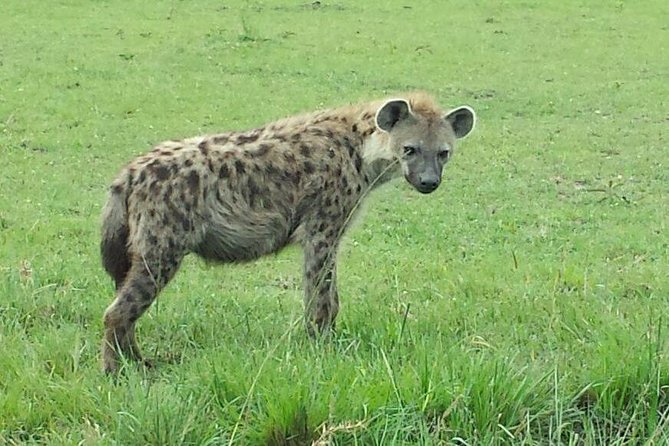 Nairobi National Park 1.p.m Game Drive - Tour Inclusions and Benefits
