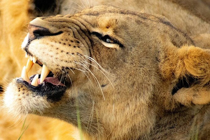 Nairobi National Park Early Morning or Afternoon Game Drive - Afternoon Game Drive Experiences