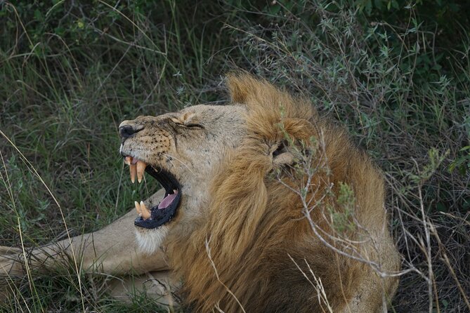 Nairobi National Park Elephants and Giraffe Center Tour - Highlights of the Tour