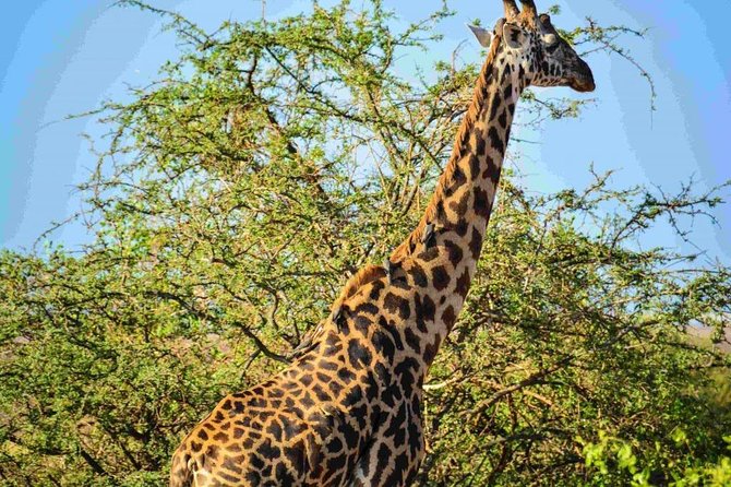 Nairobi National Park Safari - Safari Tour Highlights