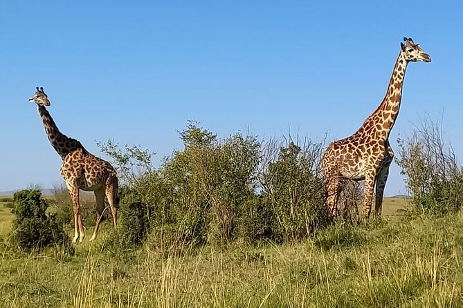 Nairobi National Park Sun Rise Game Drive With Pickup & Drop-Off - Pickup and Accessibility