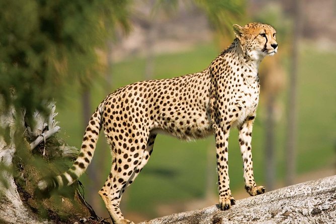 Nairobi National Park Tour - Key Highlights