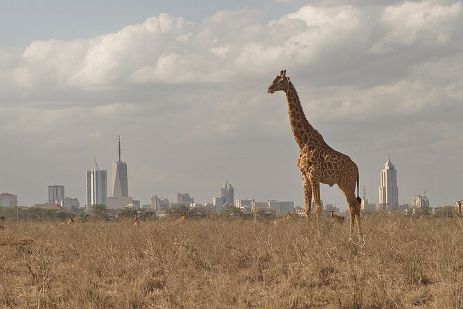 Nairobi National Park Tour - Pickup and Transportation Details