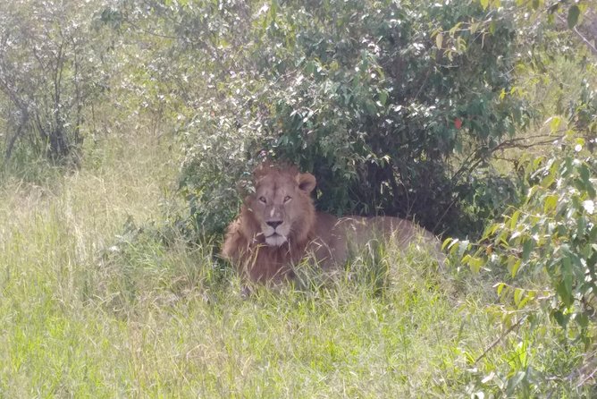 Nairobi National Park - Diverse Wildlife Encounters