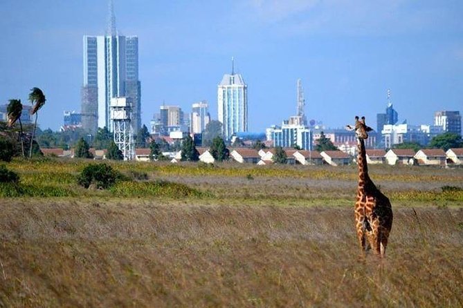 Nairobi National Park,Elephant Orphanage, Giraffe Center and Karen Blixen Museum - Visiting the Elephant Orphanage