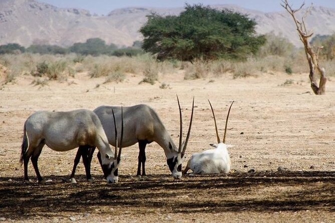 National Park Privat Safari Tour From Agadir and Taghazout - Inclusions and Exclusions