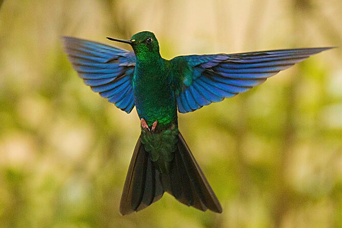 Nature and Birding Experience in Yanachocha Reserve - Meeting and Pickup Information