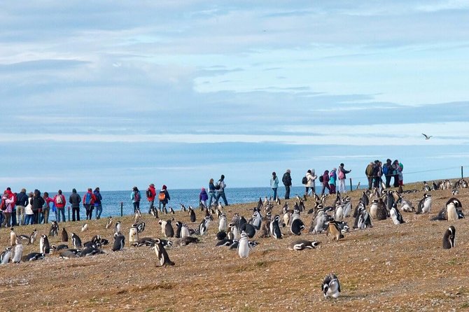 Navigation to South Fjords & Magdalena Island - Transport and Logistics