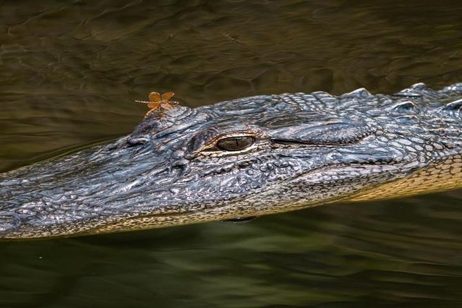 Nawlins Luxury: Pontoon Boat Swamp Tour With Transportation - Inclusions and Accessibility