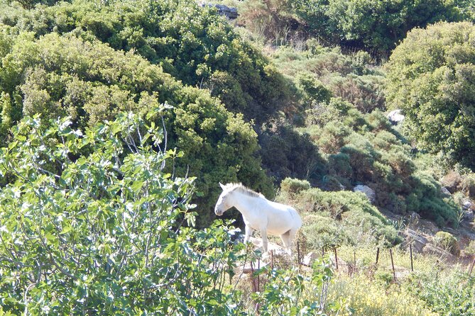 Naxos: Hike to the Top of the Cyclades - Mount Zas - Inclusions and Exclusions