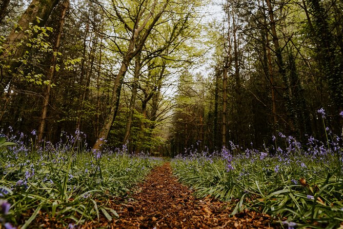 New Forest Tour App, Hidden Gems Game and Big Britain Quiz (7 Day Pass) UK - Engaging With the Hidden Gems Game
