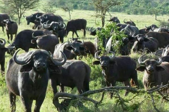 Ngorongoro, Manyara and Tarangire Tour - Inclusions and Amenities