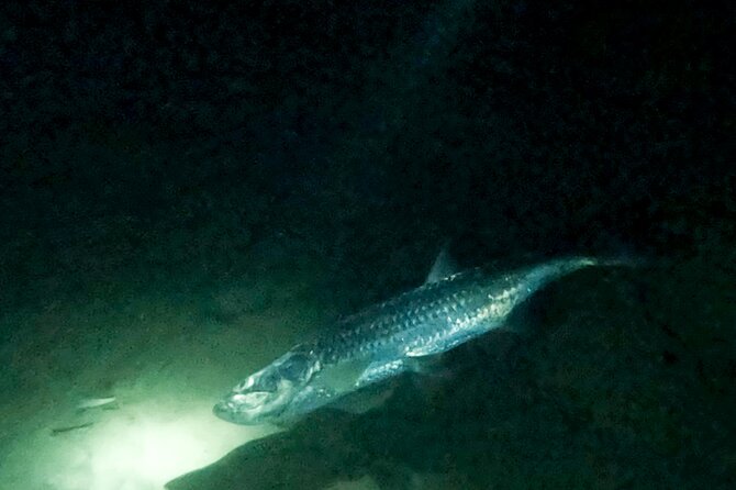Night Snorkeling With Tarpons - Activity Details