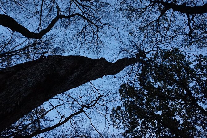 Night Tour in Hoia Baciu Forest - Exploring the Mysterious Forest