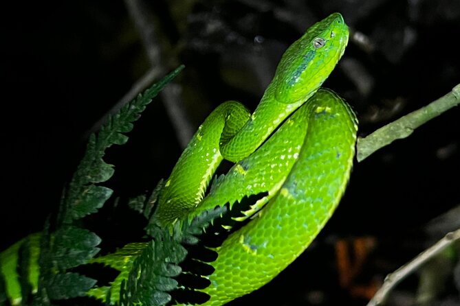 Night Walk at the Monteverde Refuge - Inclusions and Amenities