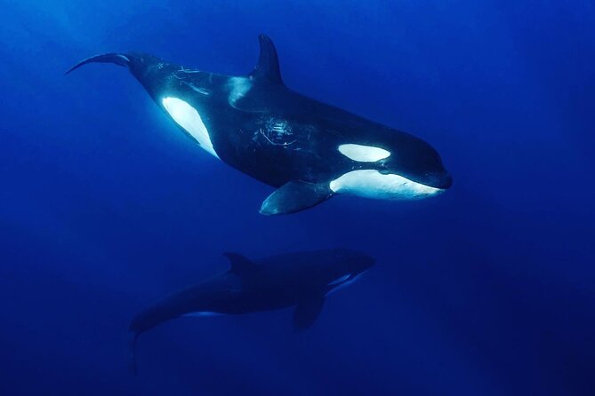 Ocean Safari in La Ventana: Mobula Rays, Dolphins, Orcas & Whales - Meeting and Pickup
