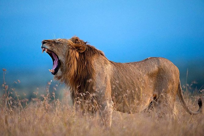 Ol Pejeta Conservancy Day Tour From Nairobi - Itinerary Details