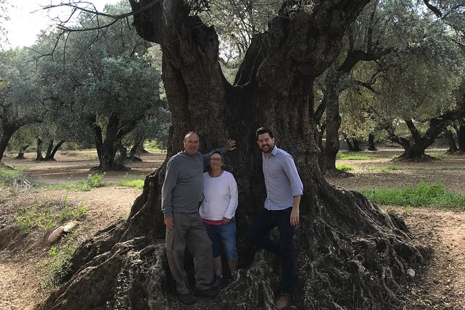 Olive Oil Tour and Visit to Belchite Old Town - Product Code and Booking Details